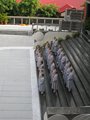 9706香光尼眾佛學院 師生 (66)